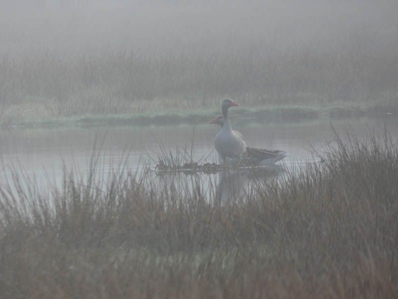 Naturschutzstiftung Cuxhaven Projekte Projektgebiete Ahlenmoor Entwicklung Bis 2019 08