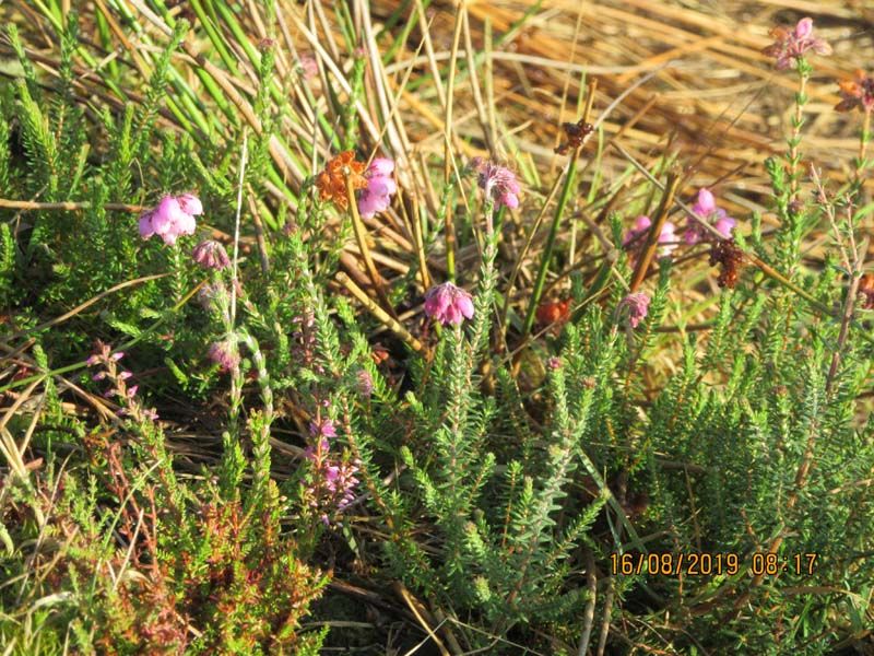 Naturschutzstiftung Cuxhaven Projekte Projektgebiete Ahlenmoor Entwicklung Bis 2019 09