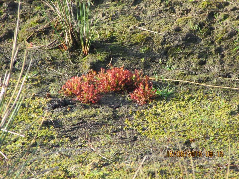 Naturschutzstiftung Cuxhaven Projekte Projektgebiete Ahlenmoor Entwicklung Bis 2019 11