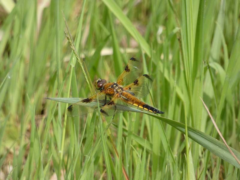 Naturschutzstiftung Cuxhaven Projekte Projektgebiete Ahlenmoor Entwicklung Bis 2019 13