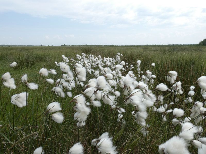 Naturschutzstiftung Cuxhaven Projekte Projektgebiete Ahlenmoor Entwicklung Bis 2019 14