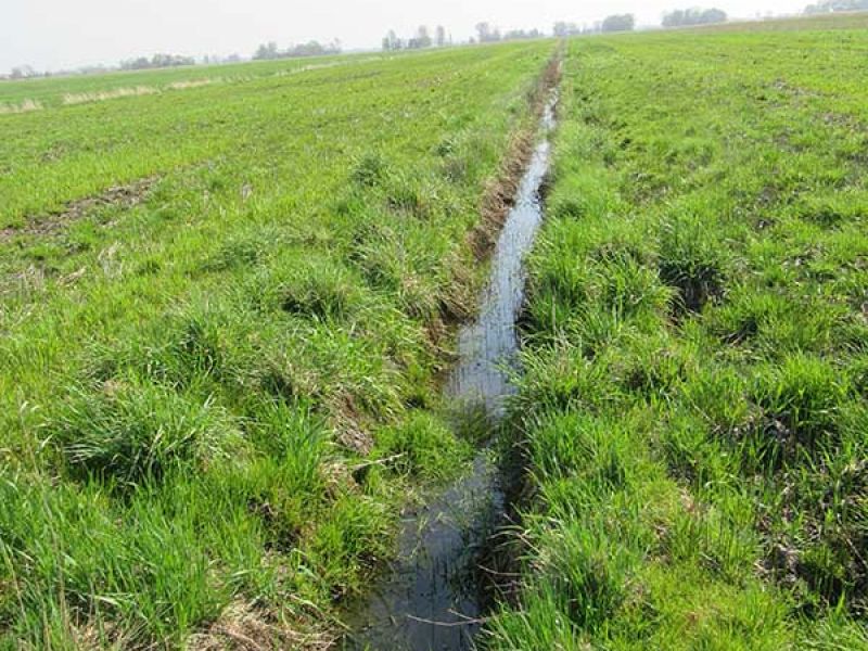 Naturschutzstiftung Cuxhaven Projekte Projektgebiete Stade Medem0