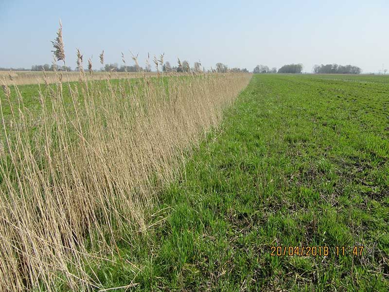 Naturschutzstiftung Cuxhaven Projekte Projektgebiete Stade Medem03