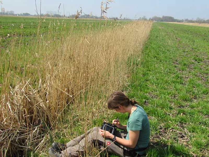 Naturschutzstiftung Cuxhaven Projekte Projektgebiete Stade Medem05