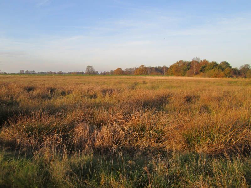 Naturschutzstiftung Cuxhaven Projekte Projektgebiete Stinstedter See 08