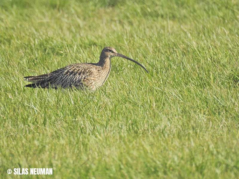 Naturschutzstiftung Cuxhaven Projekte Steinau Medemstade 04