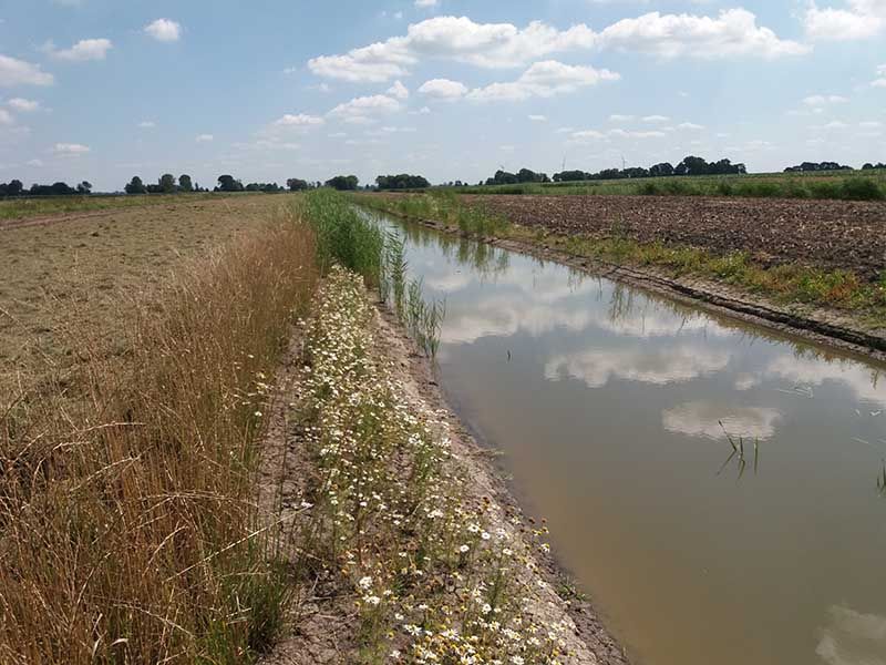 Naturschutzstiftung Cuxhaven Projekte Steinau Medemstade 2019 Impressionen01