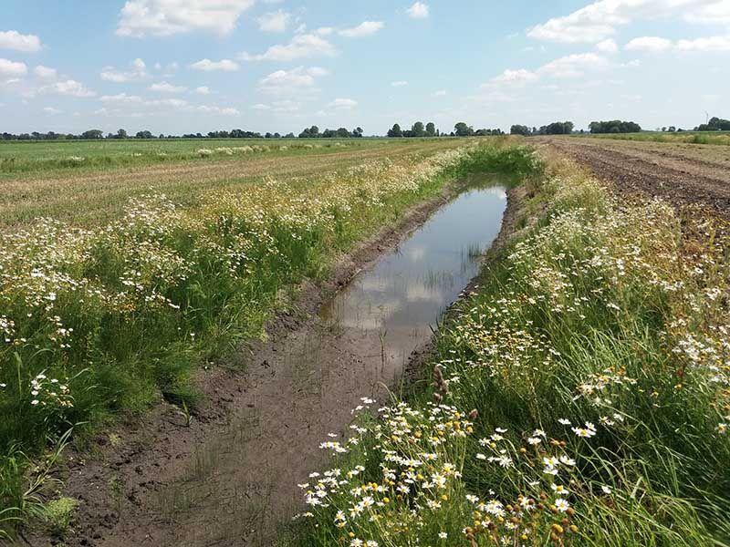 Naturschutzstiftung Cuxhaven Projekte Steinau Medemstade 2019 Impressionen02