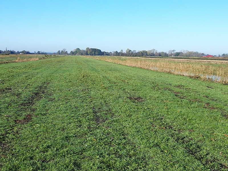 Naturschutzstiftung Cuxhaven Projekte Steinau Medemstade 2019 Impressionen03