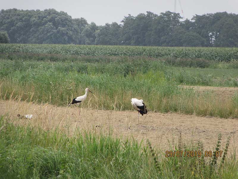 Naturschutzstiftung Cuxhaven Projekte Steinau Medemstade 2019 Impressionen05