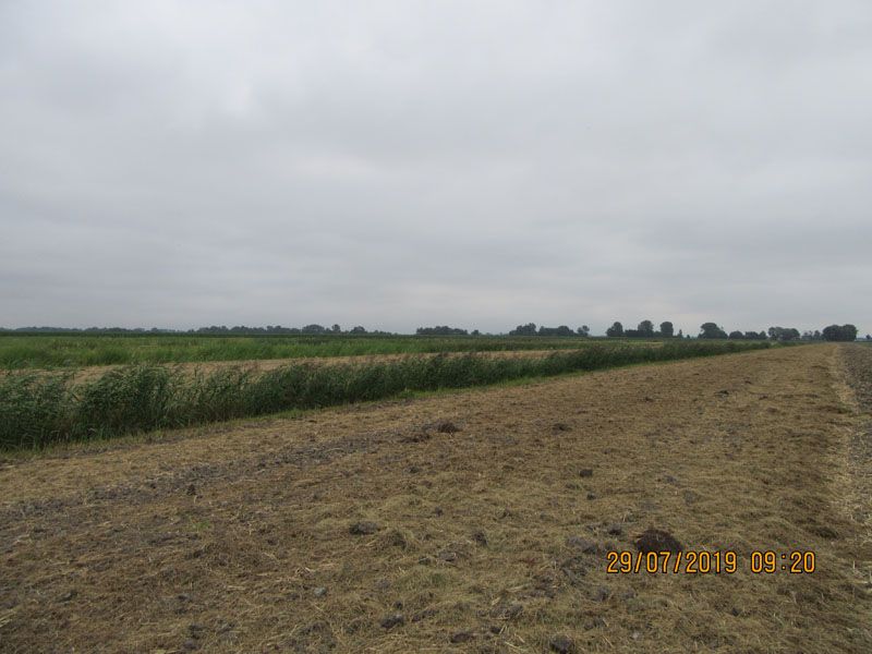 Naturschutzstiftung Cuxhaven Projekte Steinau Medemstade 2019 Mahdgutuebertragung 03