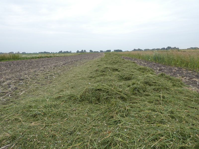 Naturschutzstiftung Cuxhaven Projekte Steinau Medemstade 2019 Mahdgutuebertragung 06