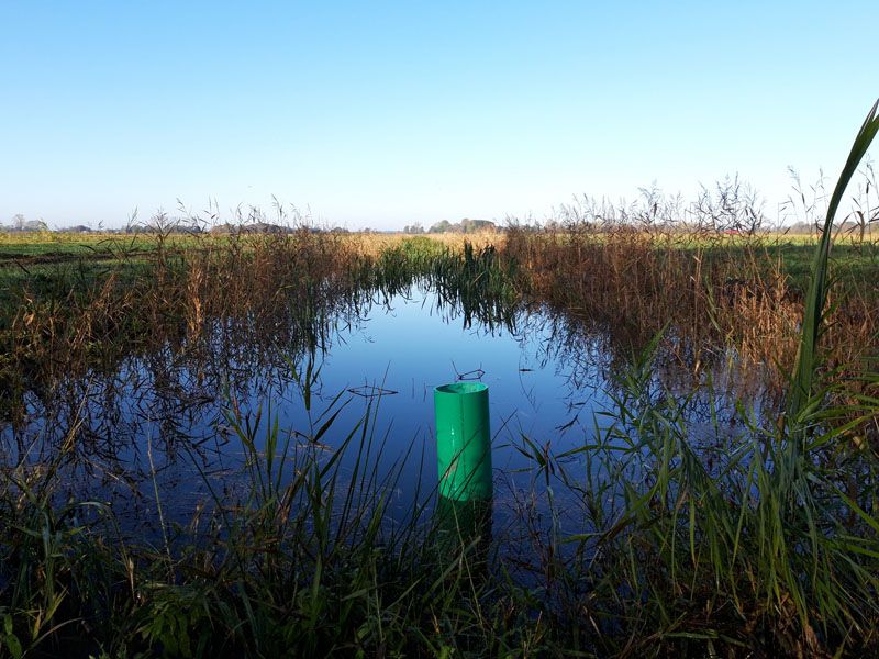 Naturschutzstiftung Cuxhaven Projekte Steinau Medemstade 2020 Ergebnisse 03