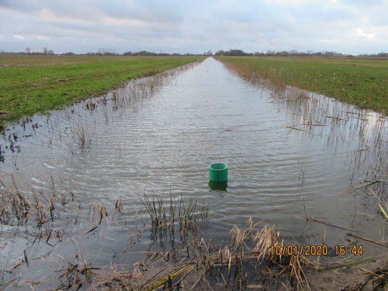 Naturschutzstiftung Cuxhaven Projekte Steinau Medemstade 2020 Ergebnisse 04