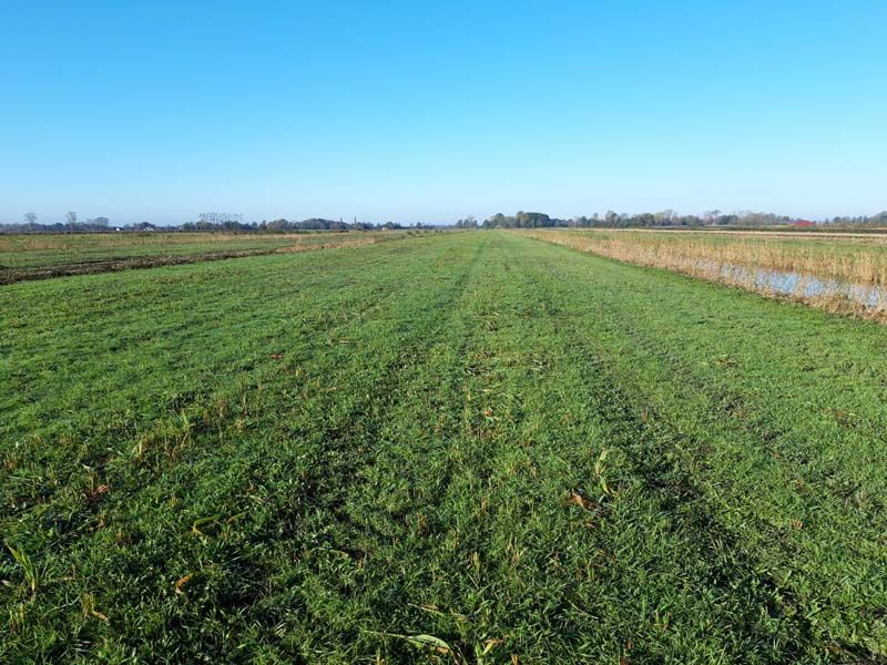 Naturschutzstiftung Cuxhaven Projekte Steinau Medemstade 2020 Ergebnisse 05