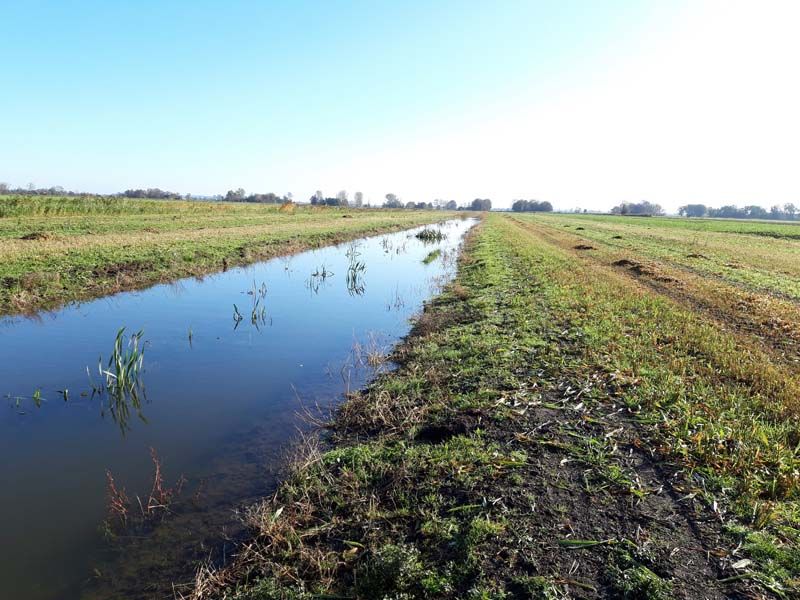 Naturschutzstiftung Cuxhaven Projekte Steinau Medemstade 2020 Ergebnisse 07