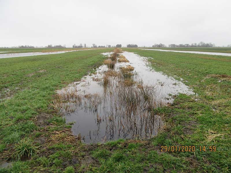 Naturschutzstiftung Cuxhaven Projekte Steinau Medemstade 2020 Ergebnisse 09