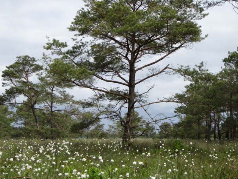 Naturschutzstiftung Cuxhaven Projekte Suederleda 05