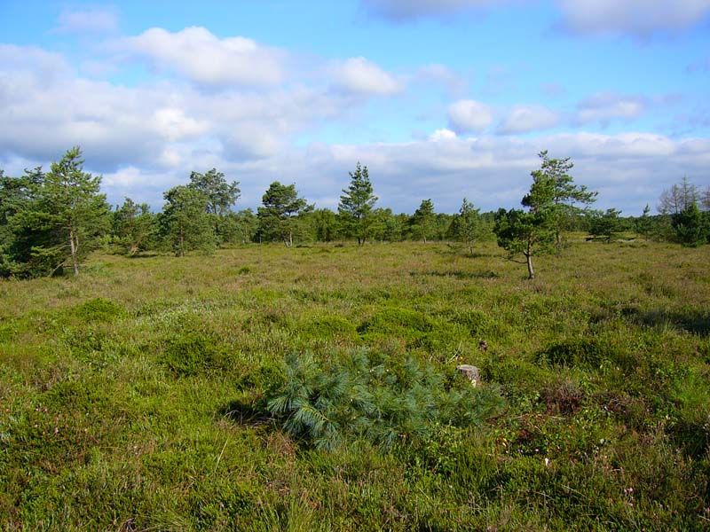 Naturschutzstiftung Cuxhaven Projekte Suederleda 06