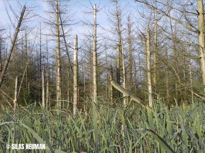 Naturschutzstiftung Cuxhaven Projekte Suederleda 10