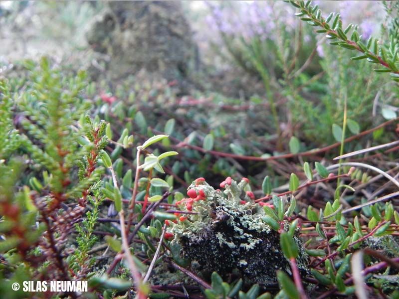 Naturschutzstiftung Cuxhaven Projekte Suederleda 12