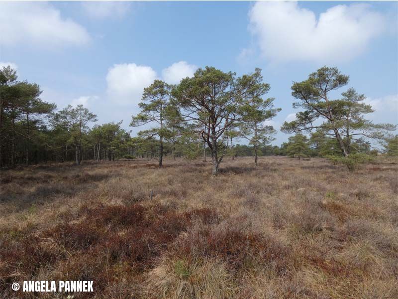 Naturschutzstiftung Cuxhaven Projekte Suederleda 16