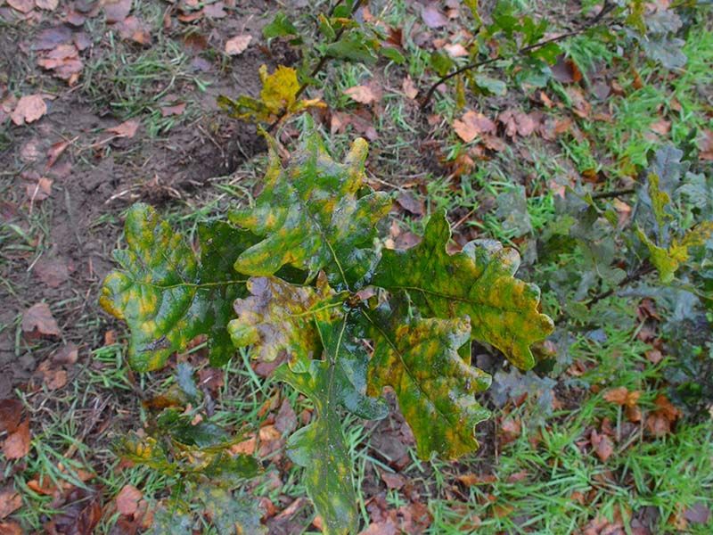 Naturschutzstiftung Cuxhaven Projektgebiete Karolinenhoehe11